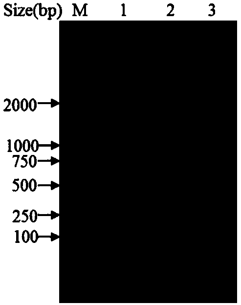 Application and construction method of Vulpine Escherichia coli htra (high temperature requirement A) gene deleted strain