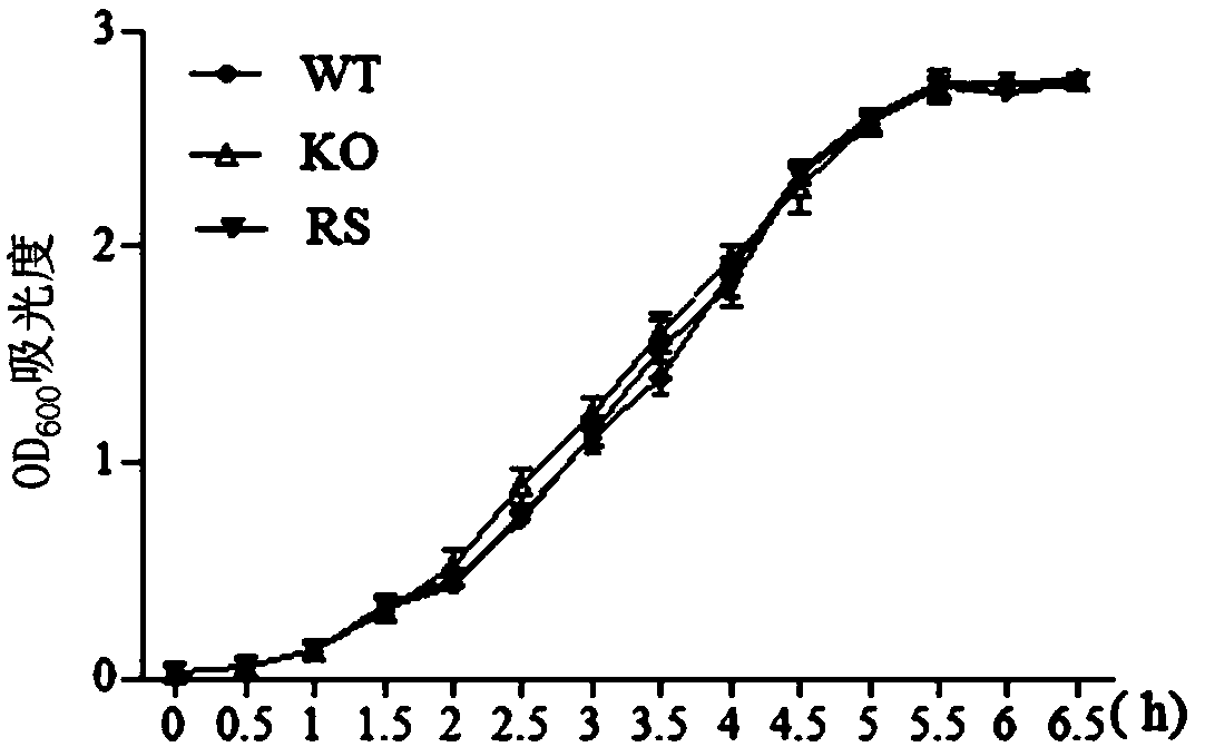 Application and construction method of Vulpine Escherichia coli htra (high temperature requirement A) gene deleted strain