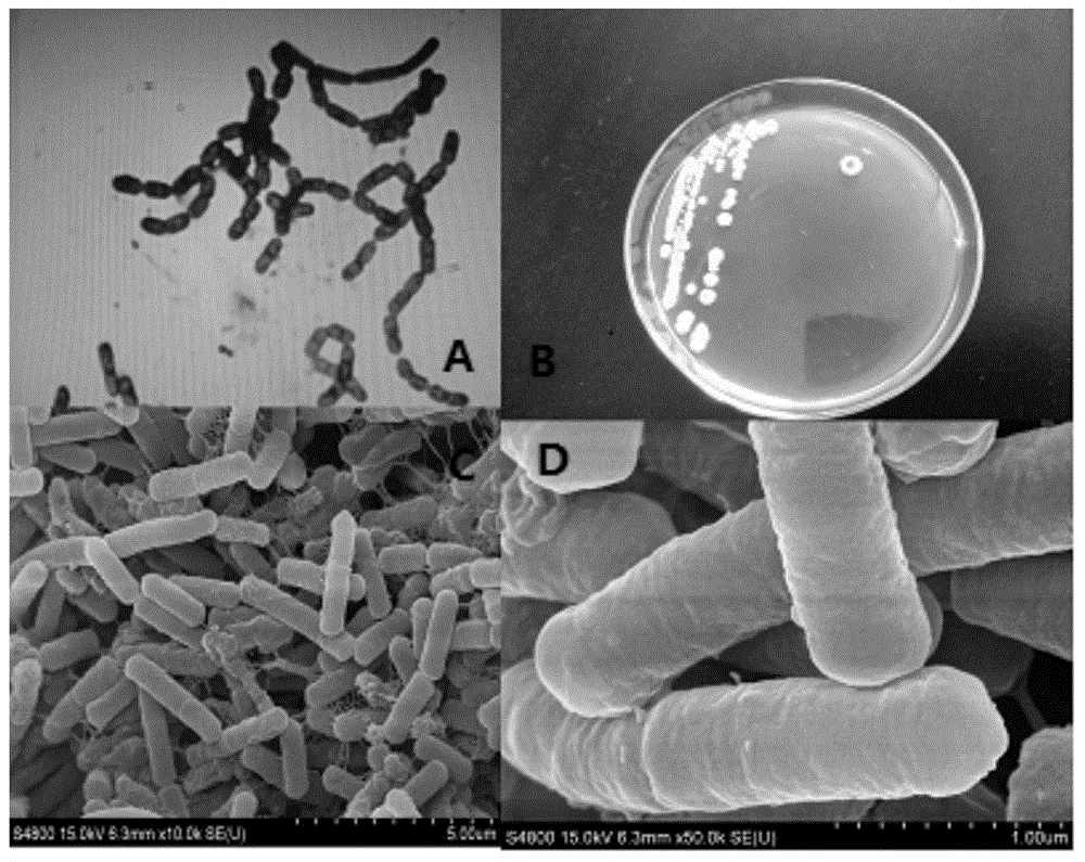 Bacillus amyloliquefaciens with high fungus inhibitory activity and application of bacillus amyloliquefaciens
