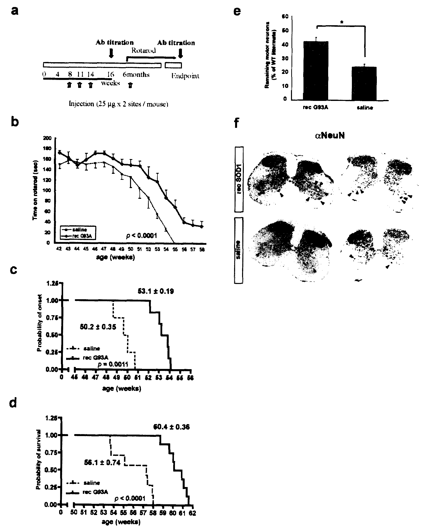 Antibodies and Their Use In The Treatment, Prevention and Diagnosis of a Disease Associated With SOD1 Abnormalities