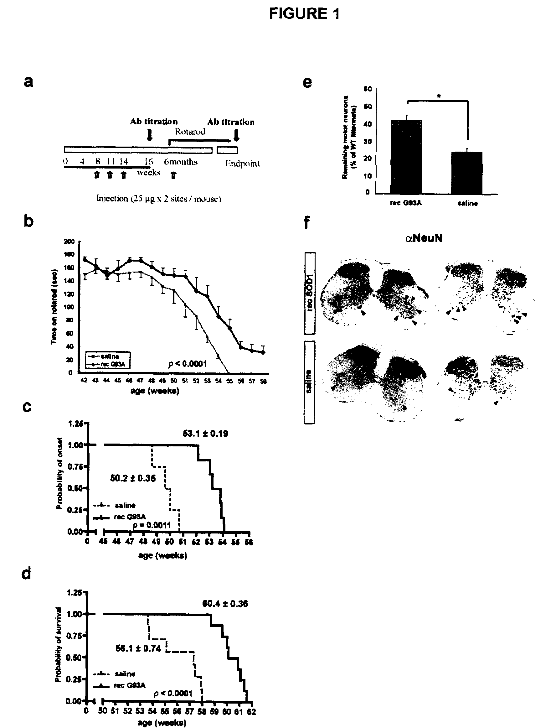 Antibodies and Their Use In The Treatment, Prevention and Diagnosis of a Disease Associated With SOD1 Abnormalities