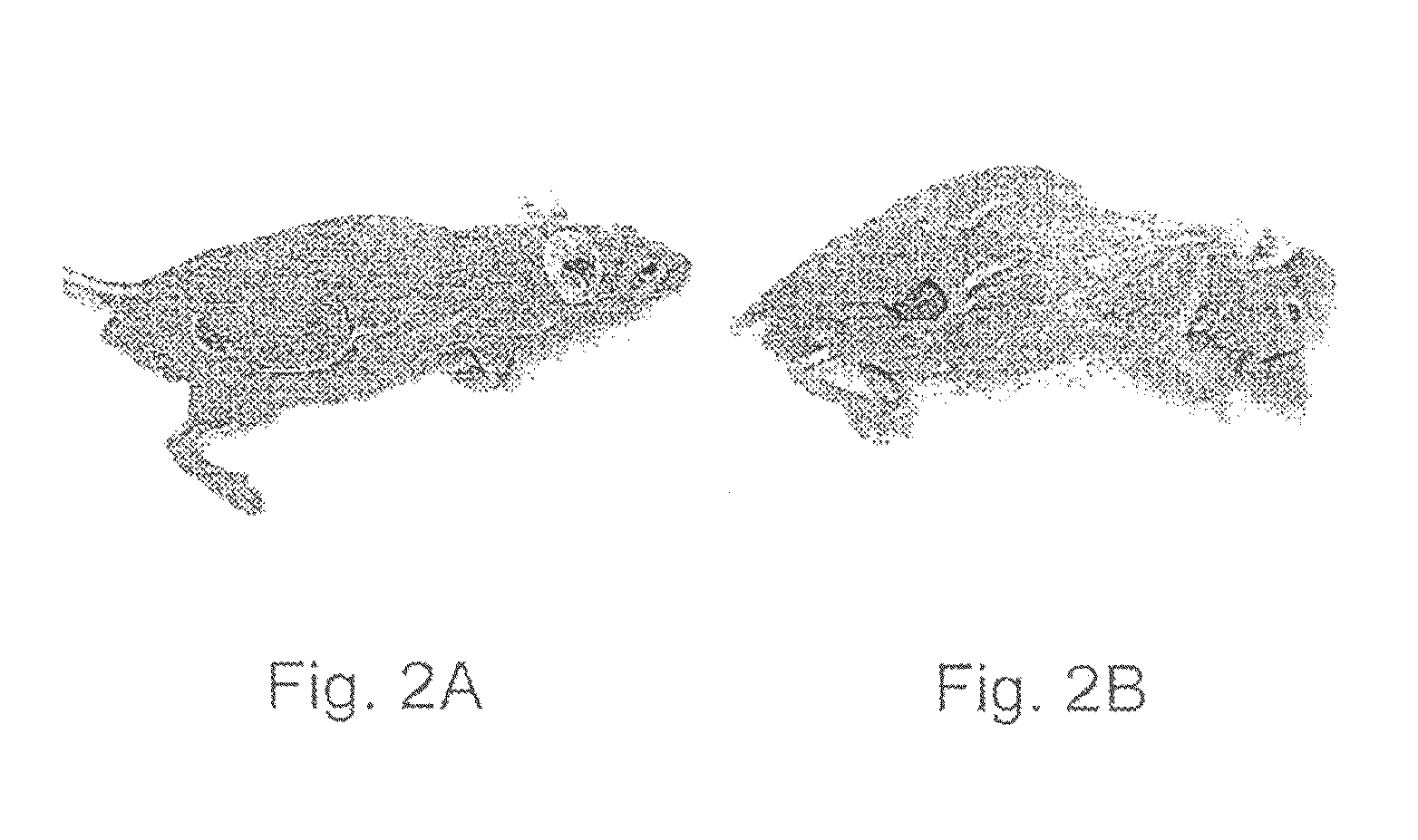 Methods for decreasing leptin levels or activity for treating inflammation