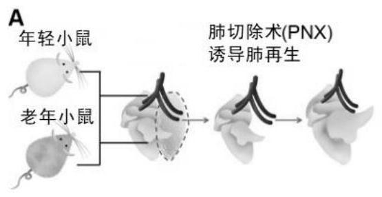 Application of EPCR pathway activator in preparation of anti-fibrosis agent