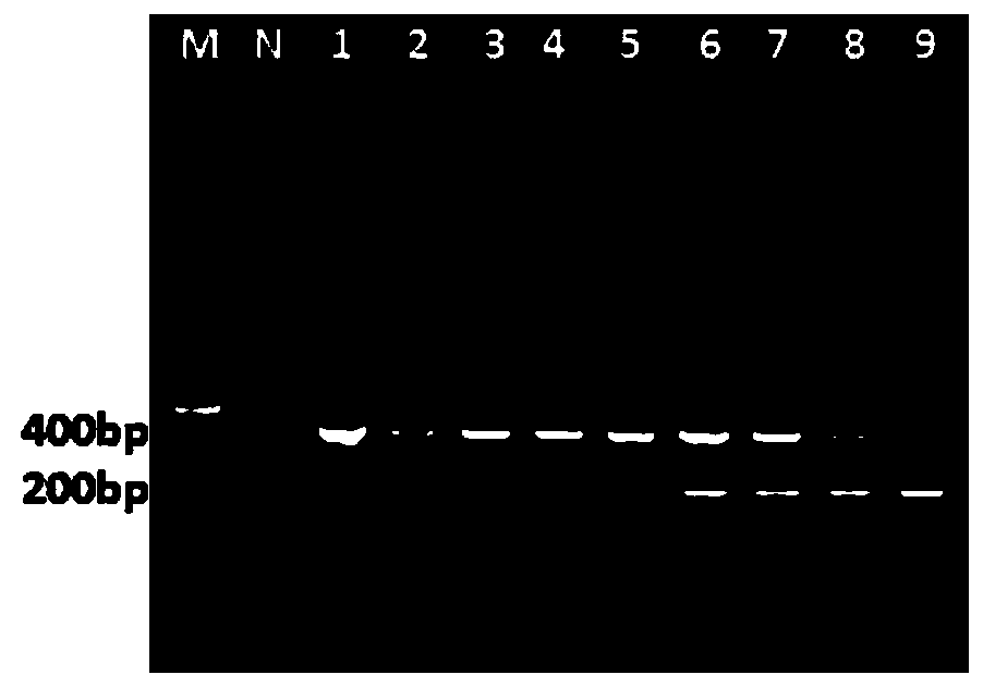 Primer set for identifying chicken parvovirus and chicken infectious anemia virus, and application thereof