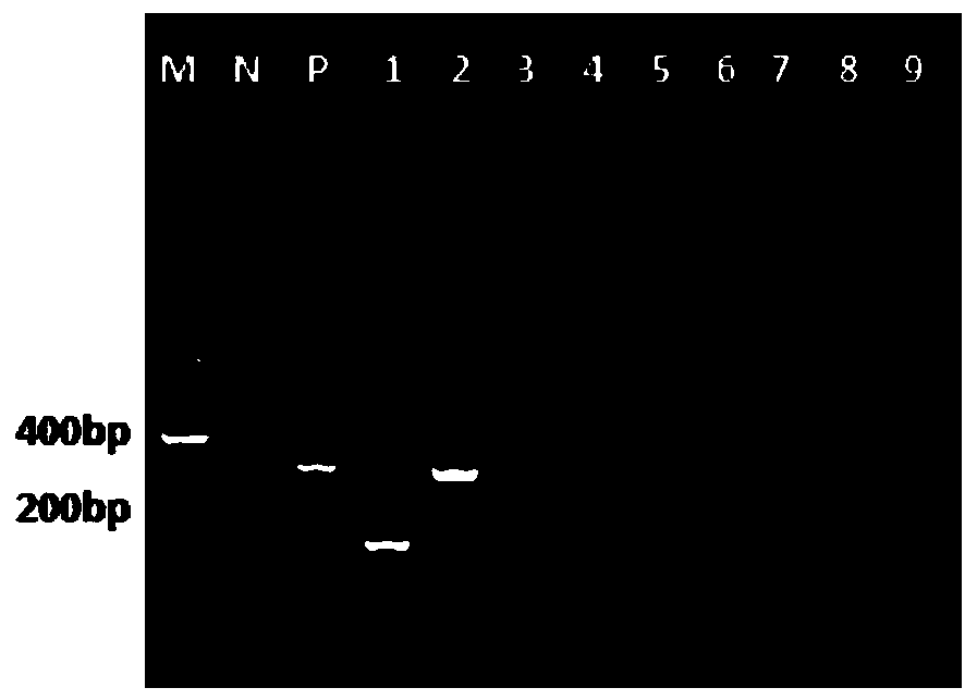 Primer set for identifying chicken parvovirus and chicken infectious anemia virus, and application thereof