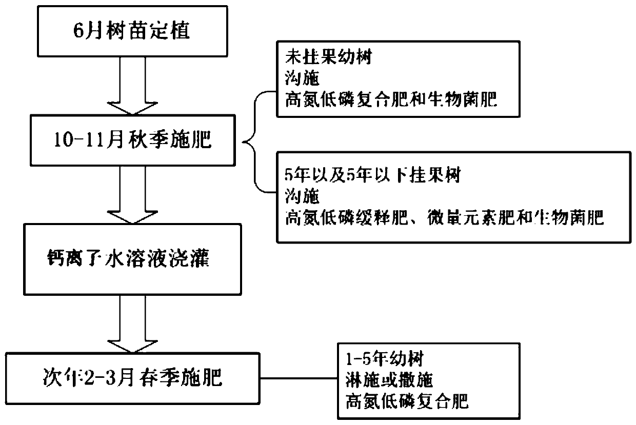 Fertilization method of macadamia integrifolia biological bacterial fertilizer