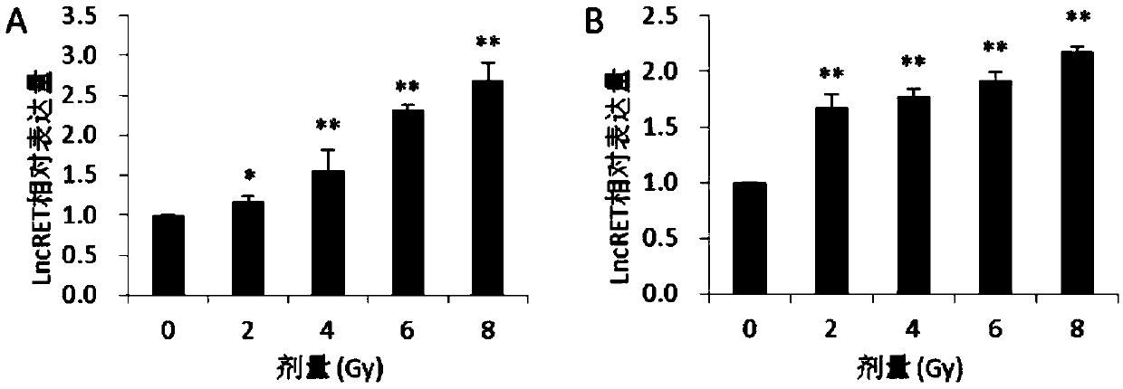 Application of LncRNA RET in regulating and controlling radiosensitivity of tumor cells