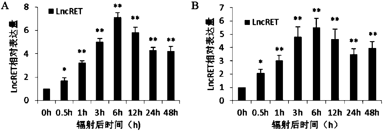 Application of LncRNA RET in regulating and controlling radiosensitivity of tumor cells