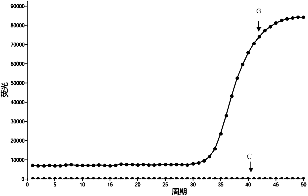 ADRB1 genotype rapid detection kit based on POCT mode