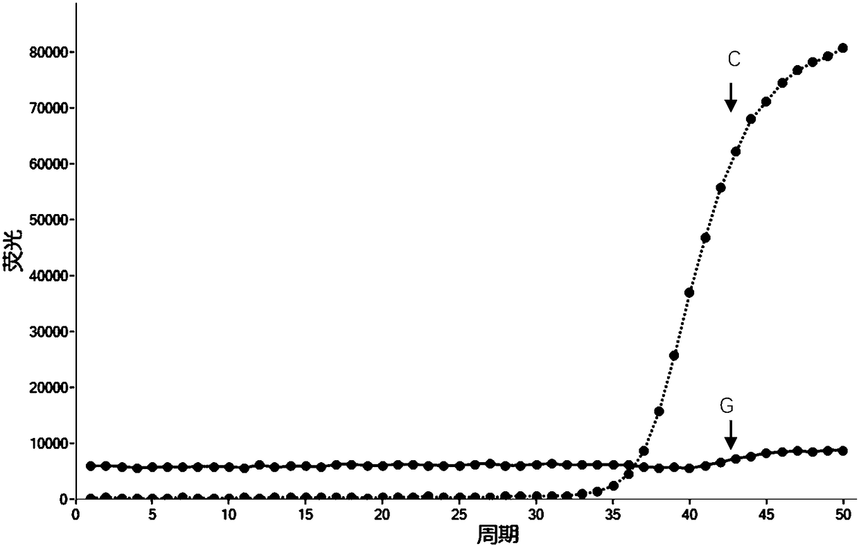 ADRB1 genotype rapid detection kit based on POCT mode