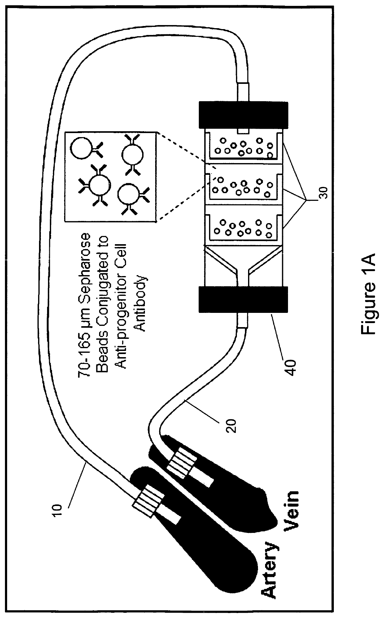 Isolating and purifying cells for therapy