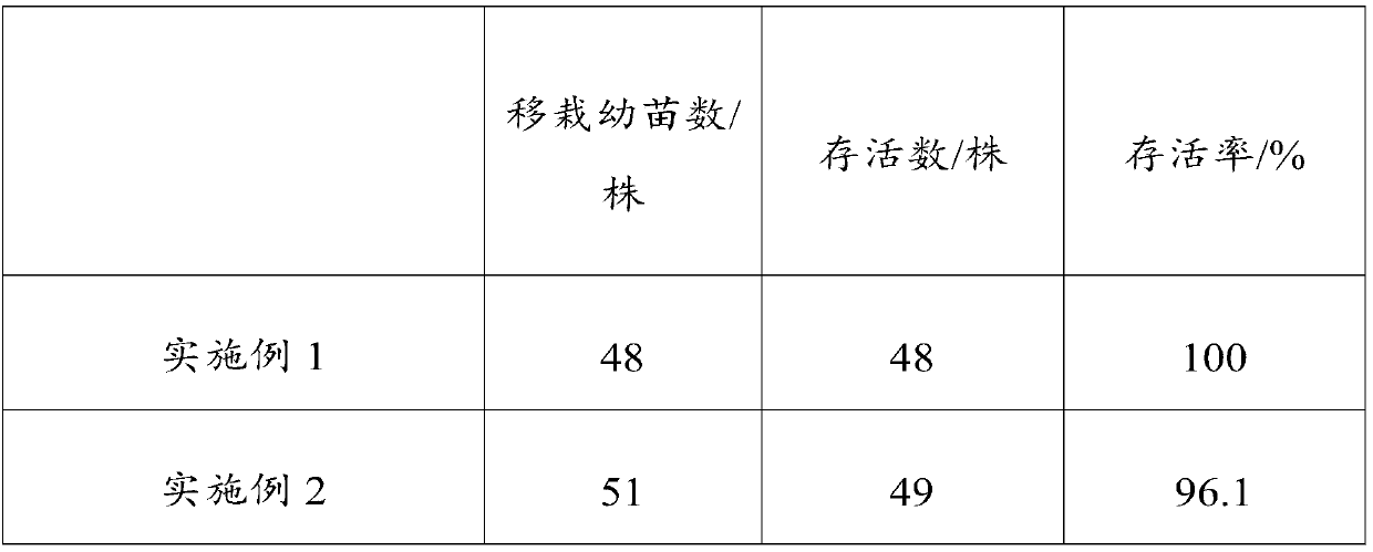 Container seedling raising method of ammopiptanthus and planting method