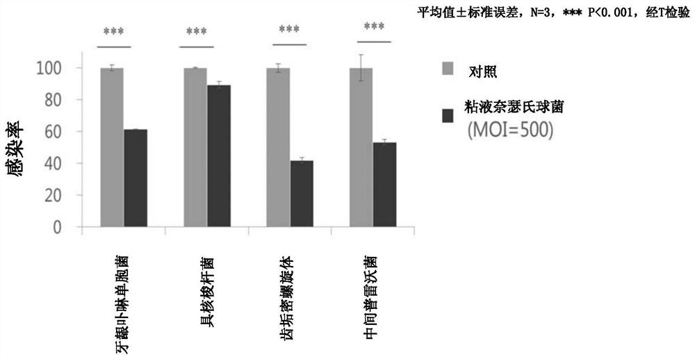 Prophylactic or ameliorating agent for periodontal disease