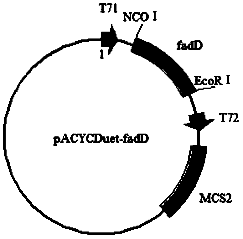 Method for producing medium-chain alkanes