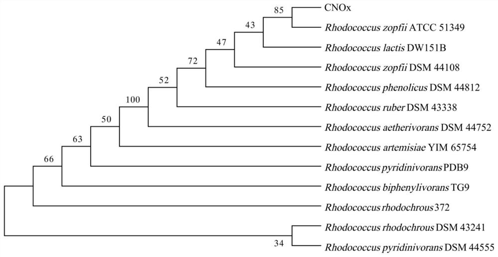 Facultative nutritional ammonia oxidizing bacteria and application thereof