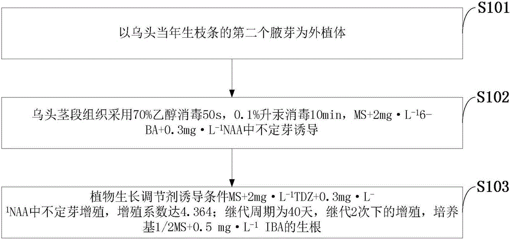 Method for cultivating, rapidly propagating and regenerating tissues of seedlings of radix aconiti lateralis preparata