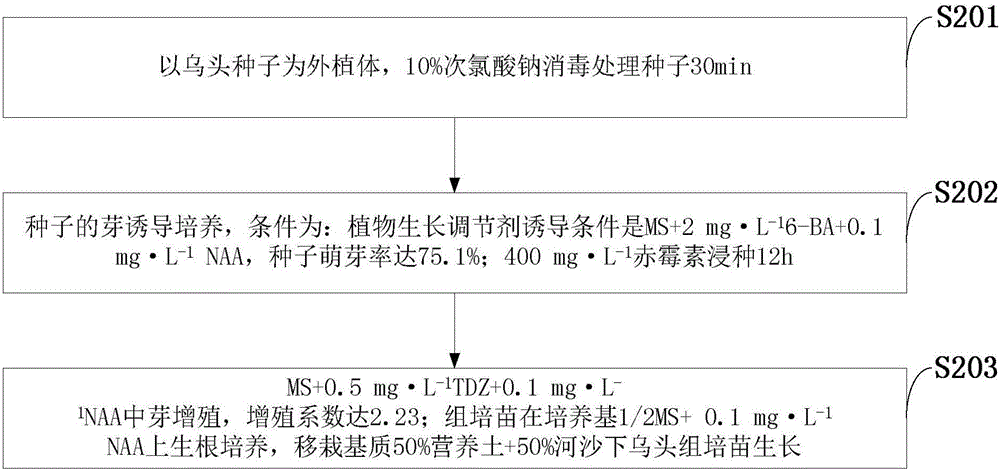 Method for cultivating, rapidly propagating and regenerating tissues of seedlings of radix aconiti lateralis preparata