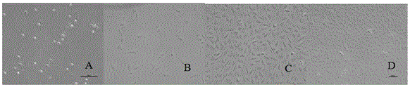 In-vitro separation and purification method for tree-shrew corneal endothelial cells