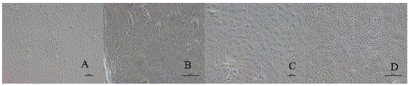 In-vitro separation and purification method for tree-shrew corneal endothelial cells