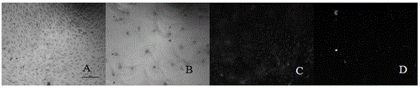 In-vitro separation and purification method for tree-shrew corneal endothelial cells