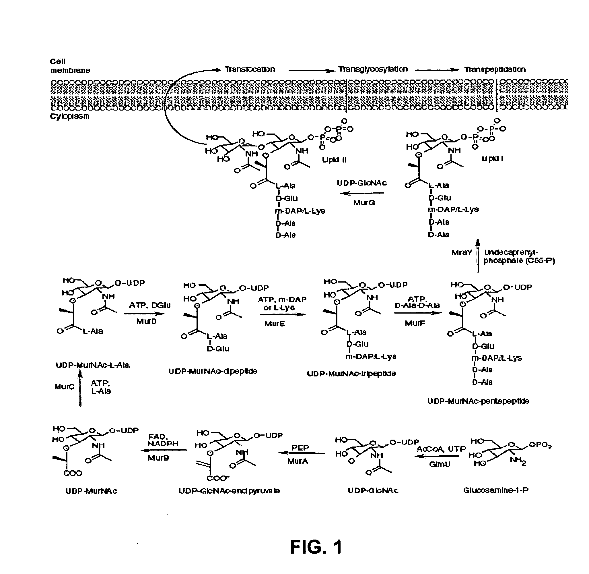 Identification and application of antibiotic synergy