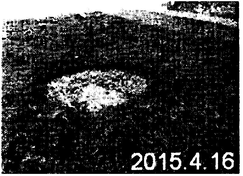 Method of using salt tolerant zoysia japonica for reducing salt content of severe saline alkali soil