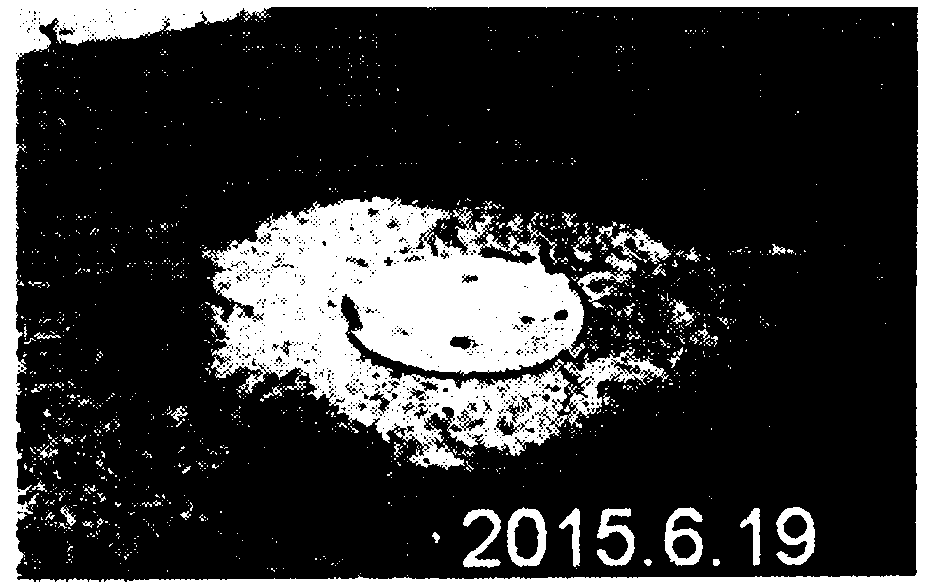 Method of using salt tolerant zoysia japonica for reducing salt content of severe saline alkali soil