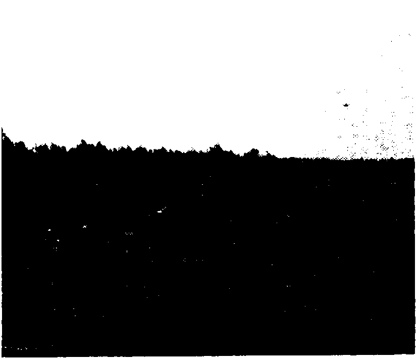 Method of using salt tolerant zoysia japonica for reducing salt content of severe saline alkali soil