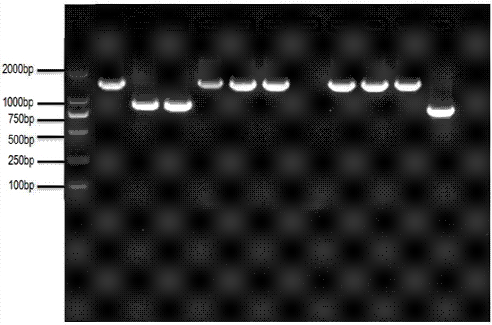 Recombinant lactobacillus strain for fusion expression of infectious bursal disease virus VP2 protein and salmonella outer membrane protein and application of recombinant lactobacillus strain