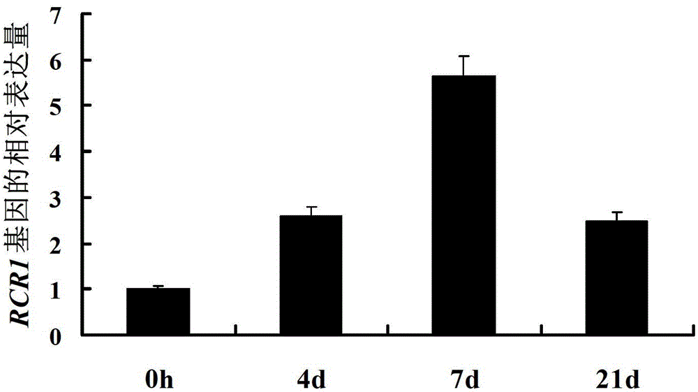 Disease resistance-related protein RCR1 derived from wheat, related biomaterials thereof, and application for same