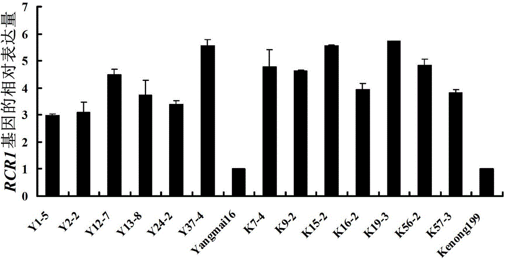 Disease resistance-related protein RCR1 derived from wheat, related biomaterials thereof, and application for same