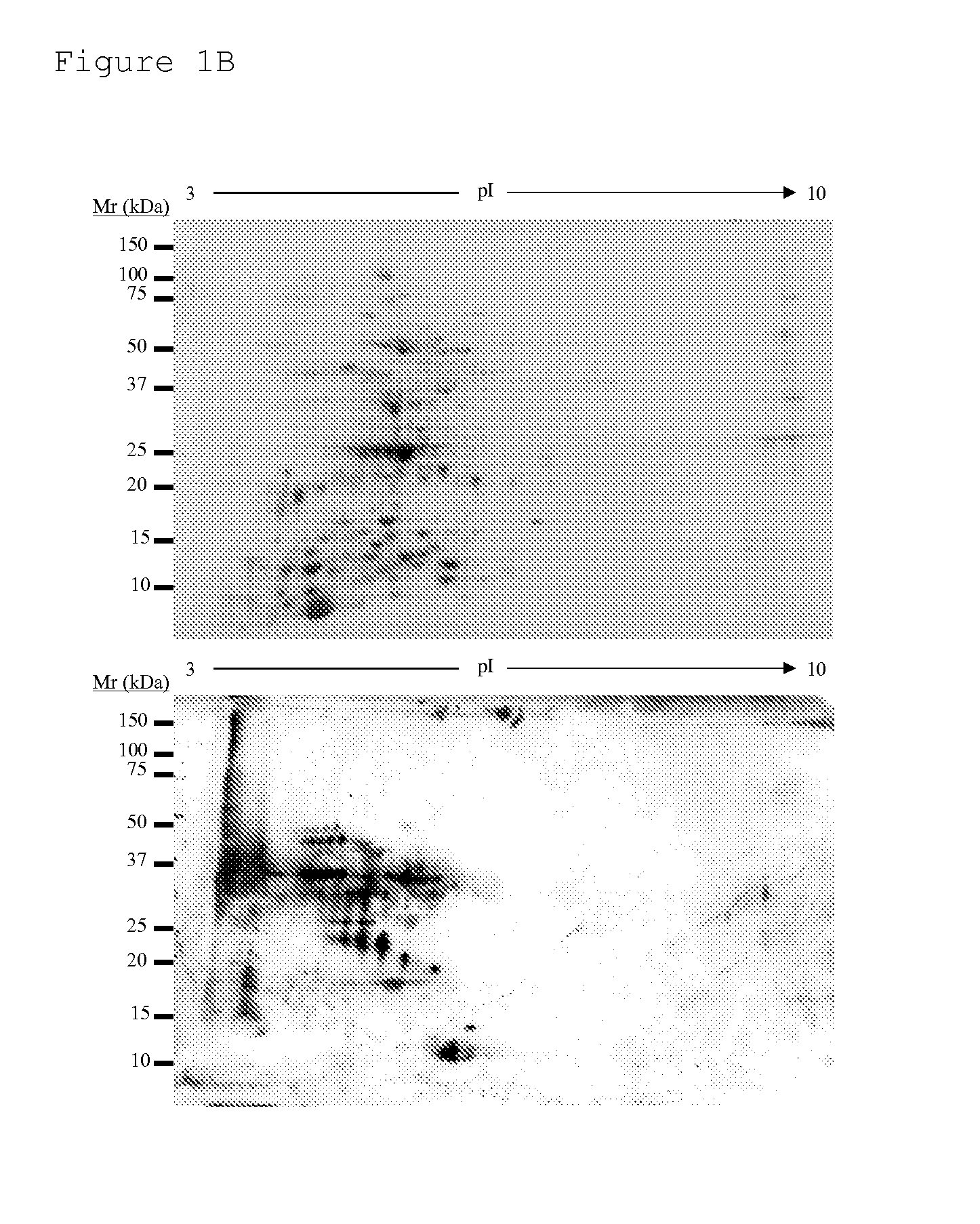 New antigens for paratuberculosis diagnosis and vaccination