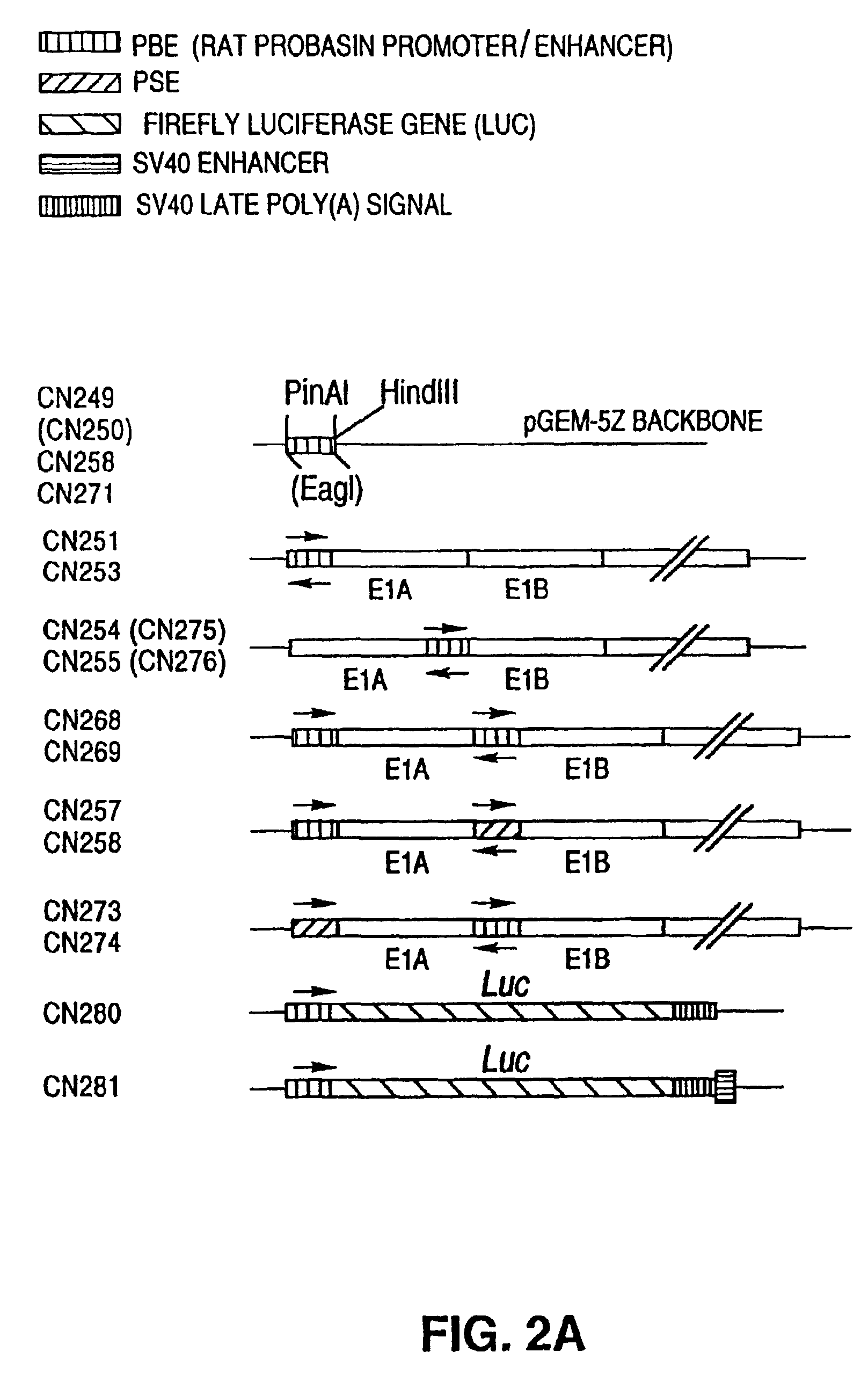 Adenovirus vectors specific for cells expressing androgen receptor and methods of use thereof