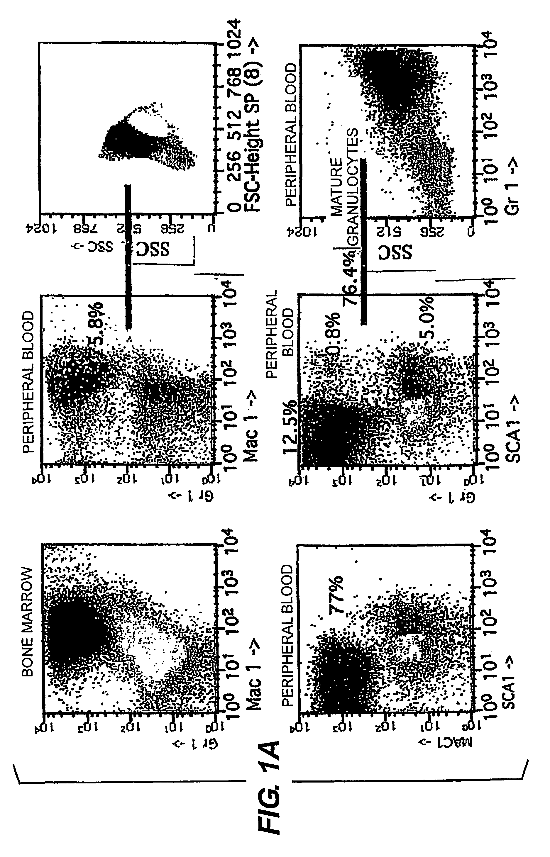 Transgenic non-human mammals as models for human pathologies of stem cell origin