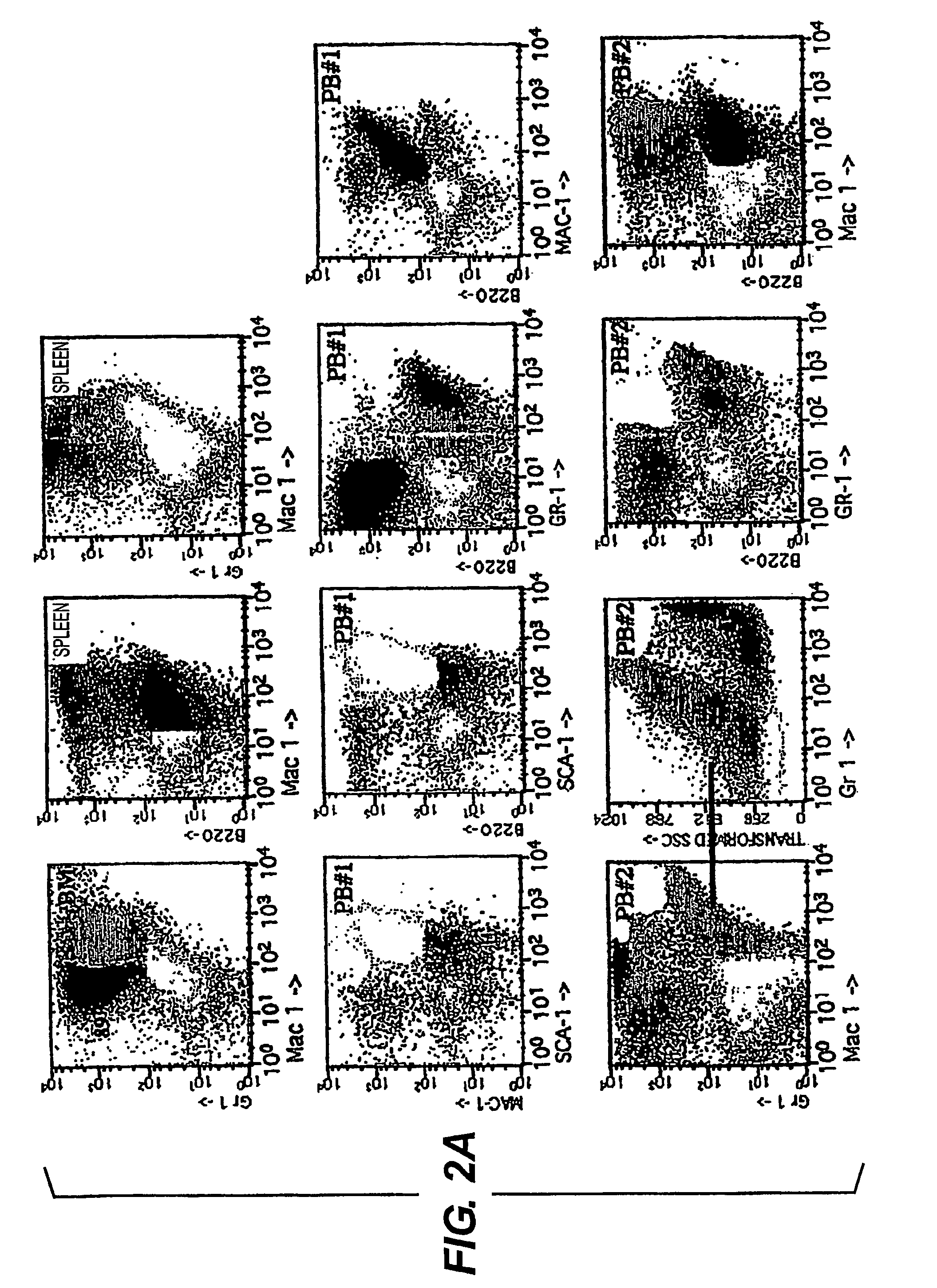 Transgenic non-human mammals as models for human pathologies of stem cell origin