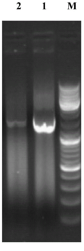 Method for simultaneously extracting microbial intracellular and extracellular DNAs (deoxyribonucleic acids) in sewage biological treatment water sample