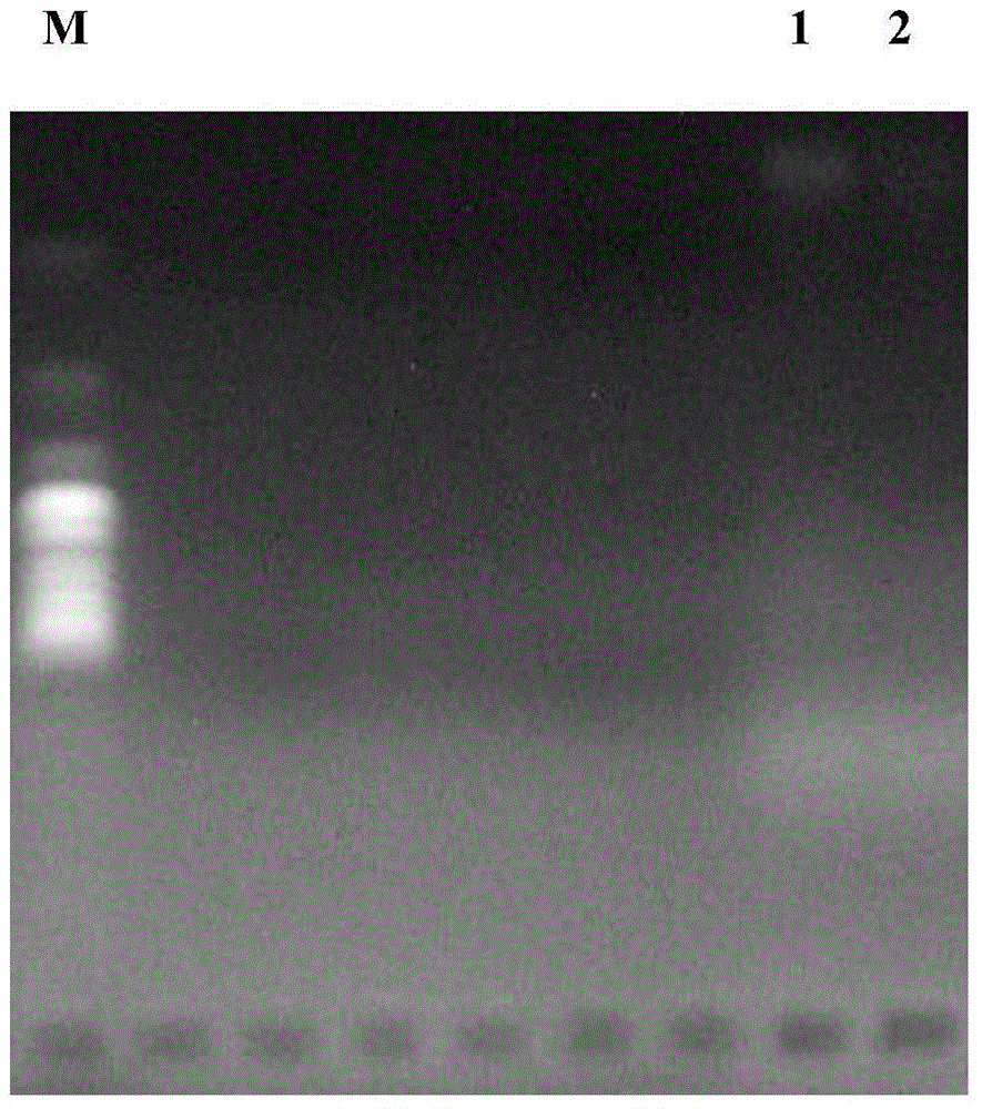 Method for simultaneously extracting microbial intracellular and extracellular DNAs (deoxyribonucleic acids) in sewage biological treatment water sample