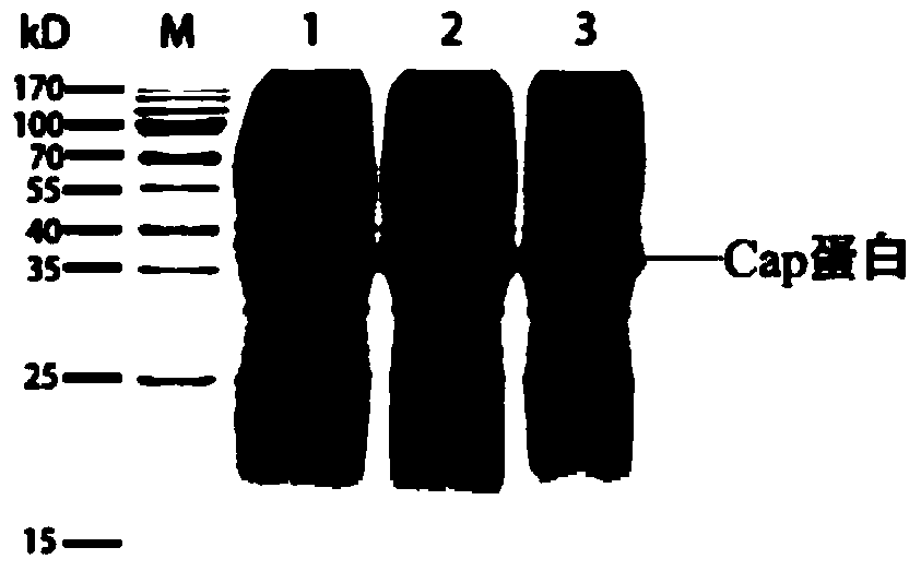 A kind of porcine circovirus type ii virus-like particle vaccine and preparation method thereof