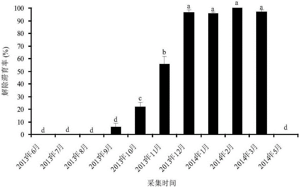 Obtaining method of wheat blossom midge