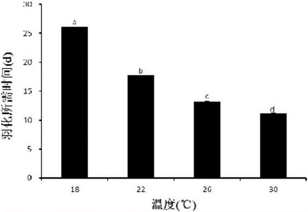 Obtaining method of wheat blossom midge