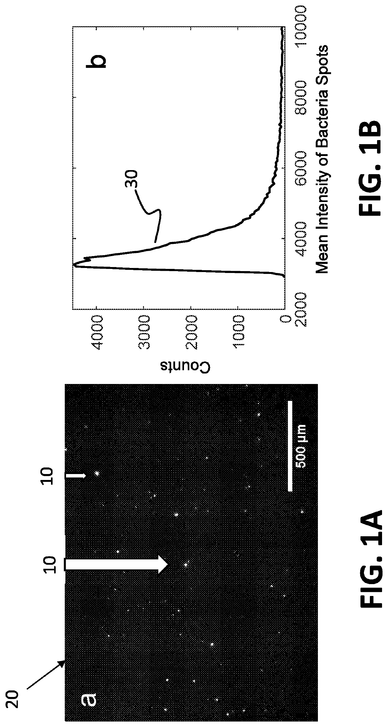 Fast bacteria detection and antibiotic susceptibility test by precision tracking of bacterial cells