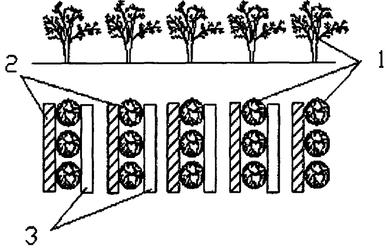 Method for artificially planting cistanche deserticola by saline water drip irrigation technology