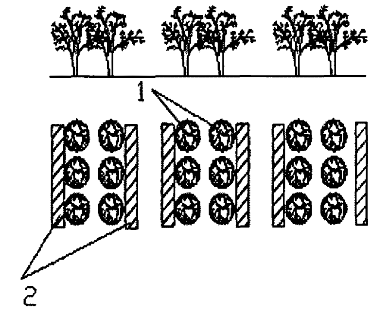 Method for artificially planting cistanche deserticola by saline water drip irrigation technology