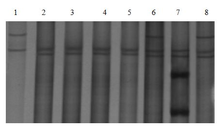 Molecular marking method of using neuroendocrine factor genes to select kidding characters