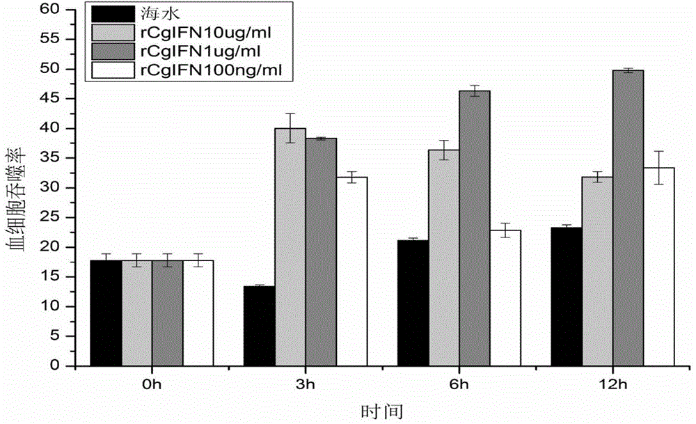 Crassostrea gigas interferoid (CgIFN-like) gene recombinant protein, and preparation and application thereof