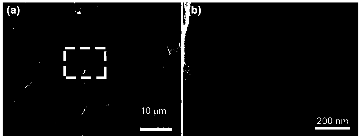 Water-based zinc ion secondary battery and preparation method of positive electrode based on organic electrode material thereof