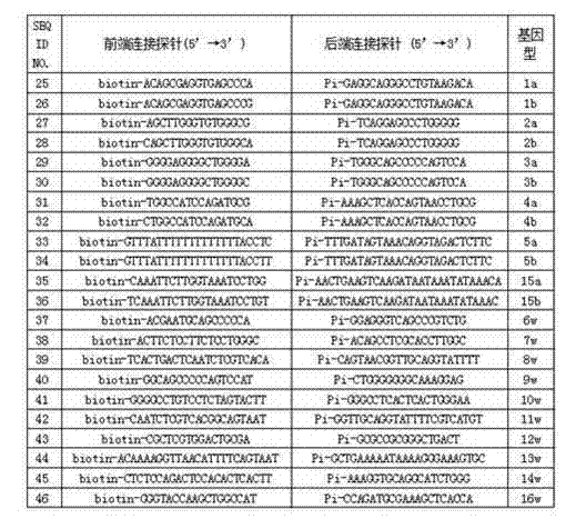 Human platelet antigen genotyping liquid chip and human platelet antigen genotyping detection method thereof