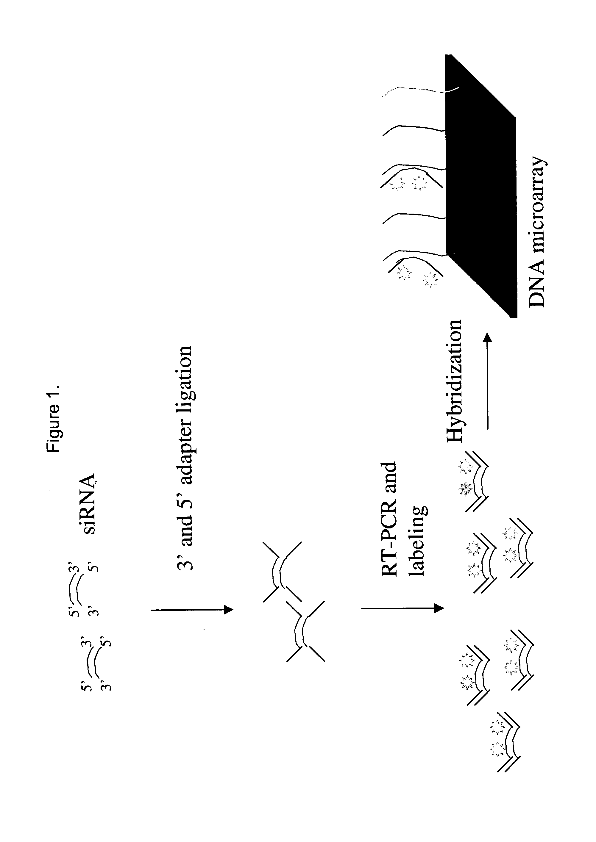 Detection and quantification of siRNA on microarrays