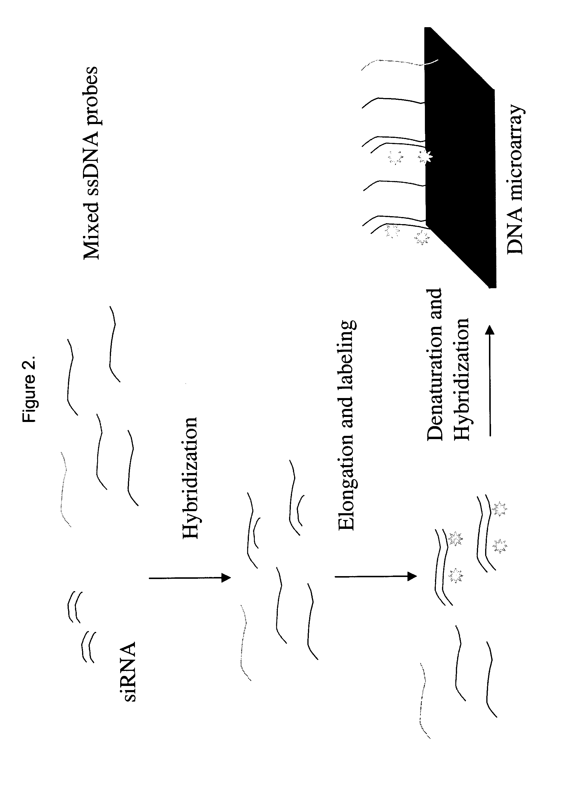 Detection and quantification of siRNA on microarrays