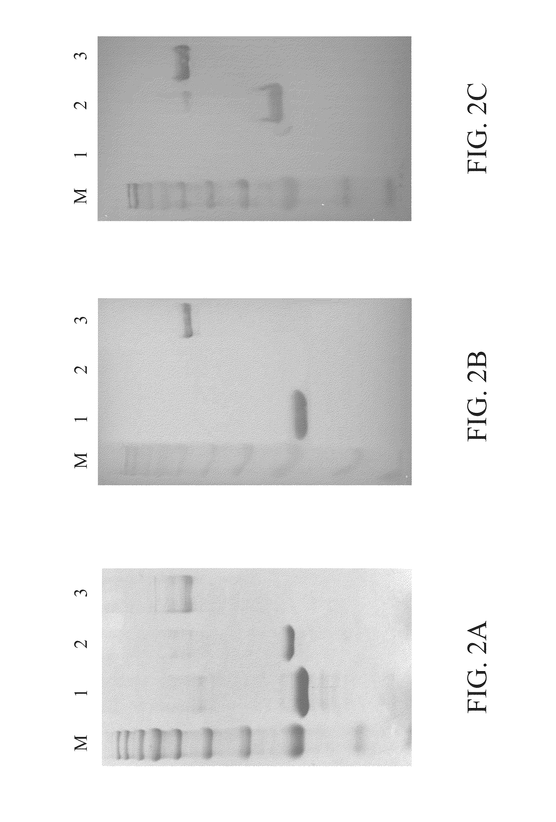 Recombinant fusion interferon for animals